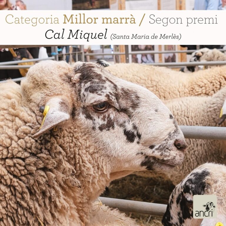 Un marrà de Cal Miquel de Pinós guanya el 2n premi d’ovella ripollesa