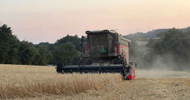 El Lluçanès tanca una campanya de cereal per sota del potencial