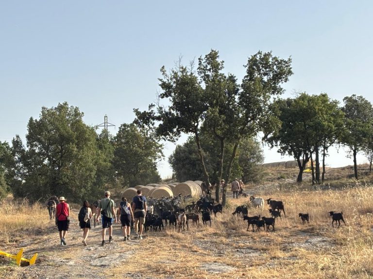 Un ramat de cabres torna a fer la transhumància pel Camí Ramader