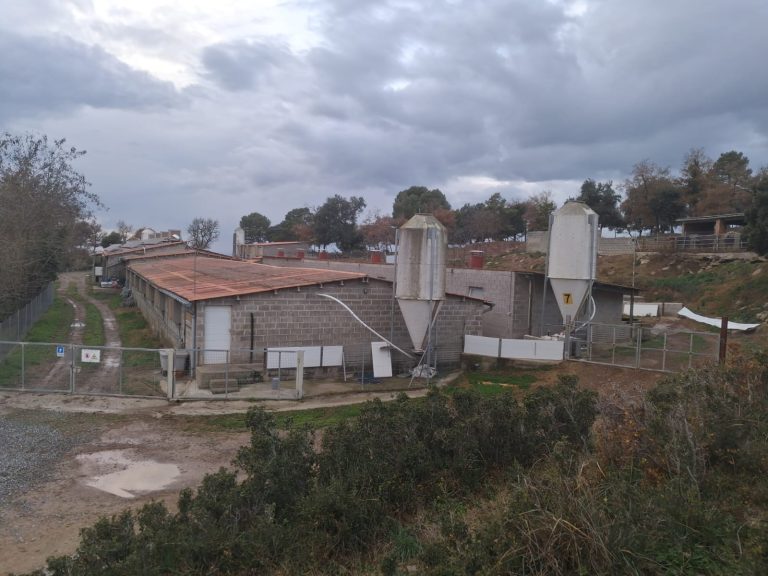 El Govern no renova la moratòria que limita l’ampliació de la cabana porcina